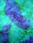 Silk Shawls featuring Blue Water Dreaming Aboriginal designs