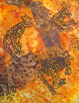 Long Silk Scarves featuring Inland Aboriginal designs