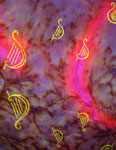 Long Silk Scarves featuring Harp designs