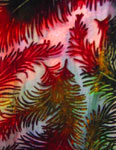 Devore Velvet painted Scarves
