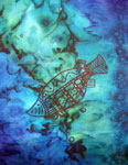 Silk Shawls featuring Blue Water Dreaming Aboriginal designs