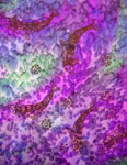 Square Silk Scarves featuring Blue Water Dreaming Aboriginal designs