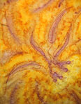 Pure Silk flowering gum square scarves