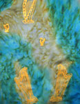 Square Silk Scarves featuring Harp designs