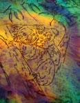 Long Silk Scarves featuring Koala designs