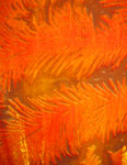 Devore Velvet painted Scarves